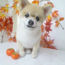 ポメラニアン