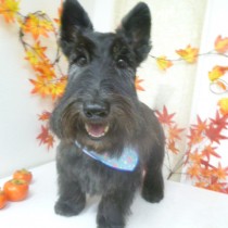 スコッティッシュテリア