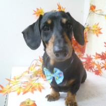 スムースダックス