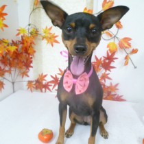 ミニチュアピンシャー