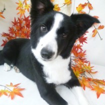 ボーダーコリー