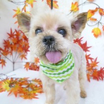 ヨークシャテリア