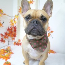 フレンチブルドッグ