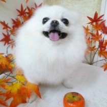 ポメラニアン