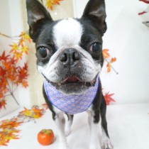 ボストンテリア