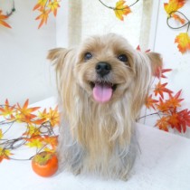 ヨークシャーテリア