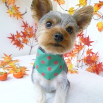 ヨークシャーテリア