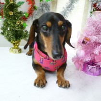 スムースダックス