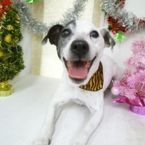 ジャックラッセルテリア