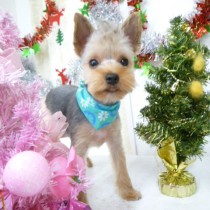 ヨークシャーテリア