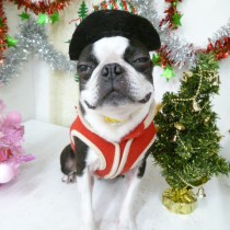 ボストンテリア