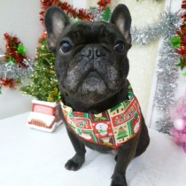 フレンチブルドッグ