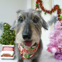 ワイヤーダックス