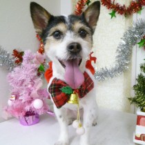 ジャックラッセル