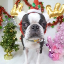 ボストンテリア