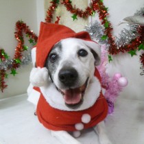 ジャックラッセルテリア