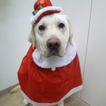 ラブラドールレトリバー