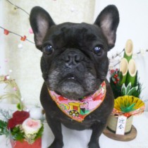 フレンチブルドッグ