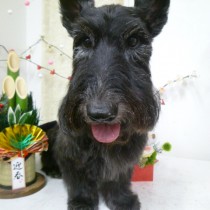 スコティッシュテリア