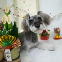 Ⅿシュナウザー