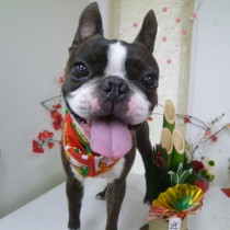 ボストンテリア