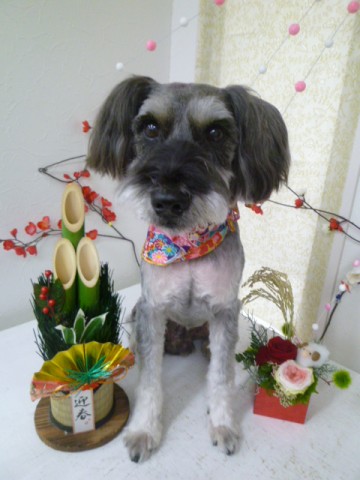 Ⅿシュナウザー