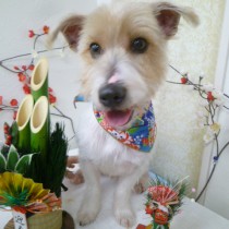 ジャックラッセル