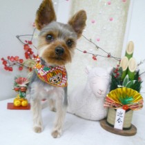 ヨークシャテリア