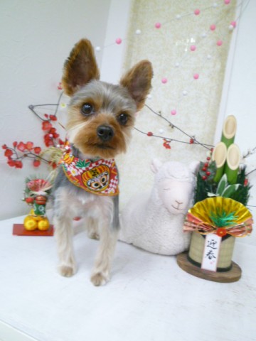 ヨークシャテリア