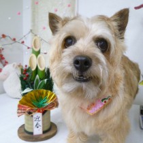 ノーリッチテリア