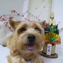 ノーリッチテリア