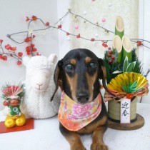 スムースダックス