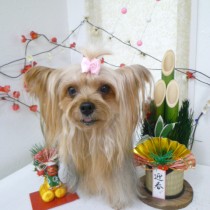 ヨークシャテリア