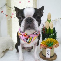 ボストンテリア