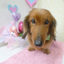 スタンダードダックス