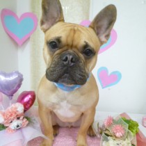 フレンチブルドッグ