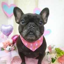 フレンチブルドッグ