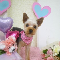 ヨークシャテリア