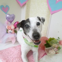 ジャックラッセルテリア