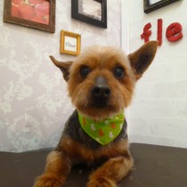 ヨーキーＭＩＸ