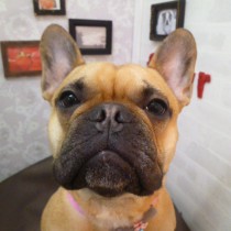 フレンチブルドッグ
