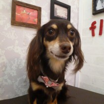 Ｍダックス×チワワＭＩＸ