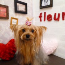 ヨークシャテリア