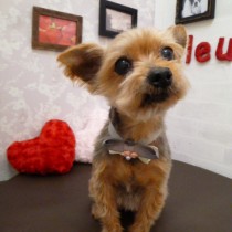 ヨークシャテリア