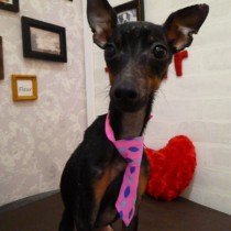 ミニチュアピンシャー