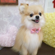 ポメラニアン