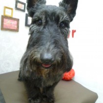 スコッティッシュテリア