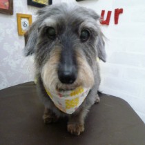 ワイアーダックス