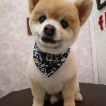 ポメラニアン