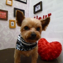 ヨークシャテリア